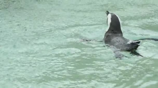 Пингвинское плавание — стоковое видео