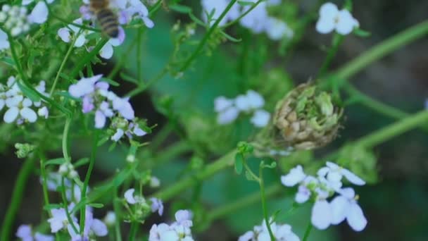 Робоча Бджола — стокове відео