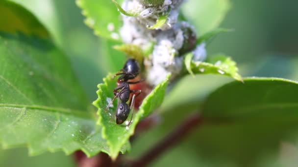 Zwarte mier close-up — Stockvideo