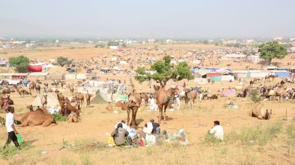 Feria de camellos de Pushkar — Vídeo de stock