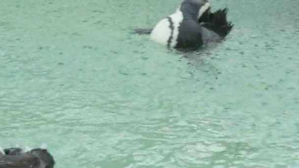 Пингвинское плавание — стоковое видео