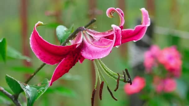 Rosa flor de lirio en la lluvia — Vídeos de Stock