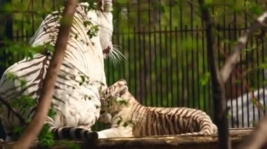 Beyaz Kaplan ve yavrusu