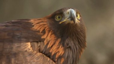 Golden eagle portresi