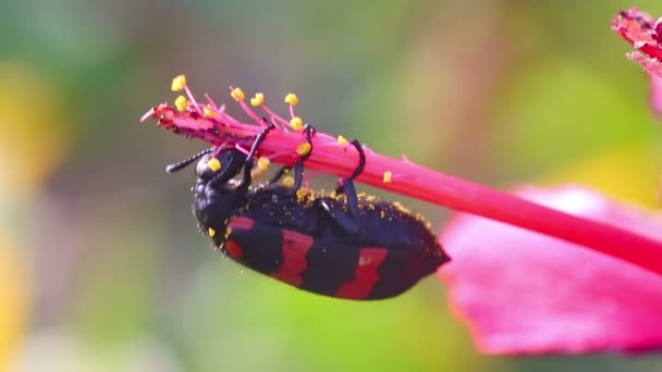 Grande scarabeo rosso-nero — Video Stock