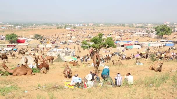 Feira de camelo Pushkar — Vídeo de Stock