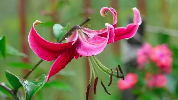 雨后的粉色百合花卉。 — 图库视频影像