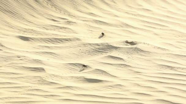 Scarabée coléoptères crowling — Video