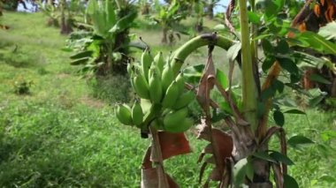 demet muz, phuket, Tayland.