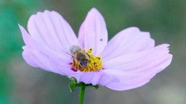 Cosmos çiçek arıya