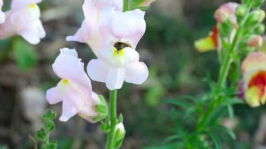 Yaban-arısı bir çiçek snapdragon üzerinde