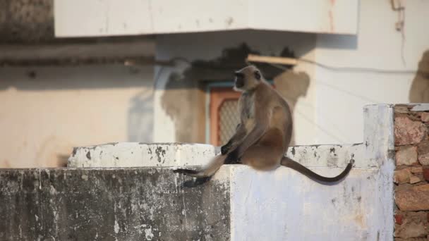 Langur gris sentado en el techo — Vídeo de stock