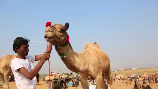 Mann schmückt ein Kamel — Stockvideo