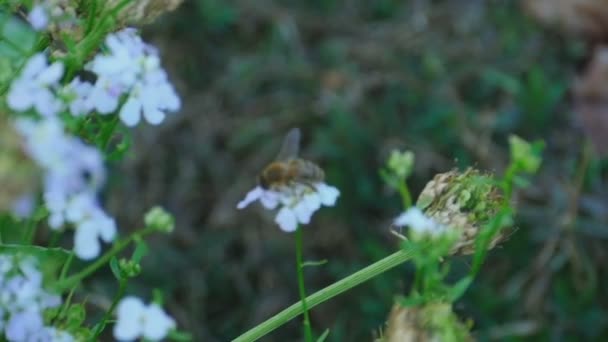 Рабочая пчела, замедленное движение — стоковое видео