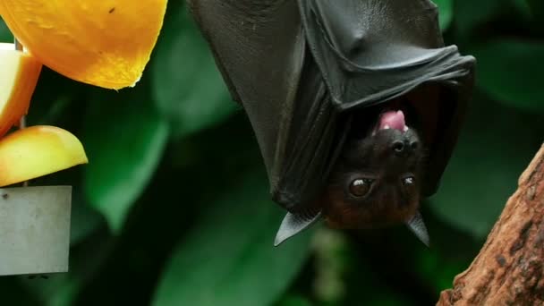 Zorro volador comiendo — Vídeos de Stock