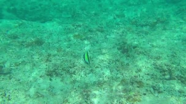 Poissons tropicaux, îles Similan — Video