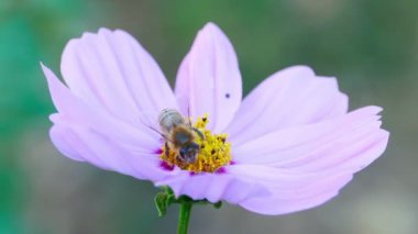 Yaban-arısı bir çiçek snapdragon üzerinde