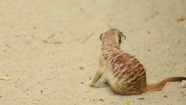 迷惑なミツバチを撃退するミーアキャット — ストック動画