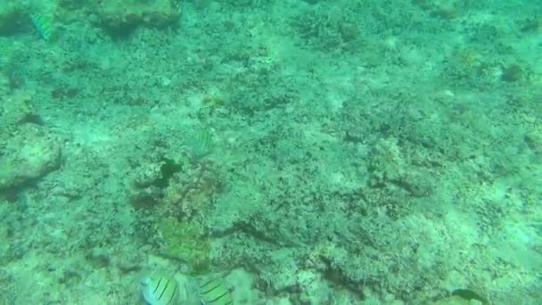斯米兰群岛的热带鱼 — 图库视频影像