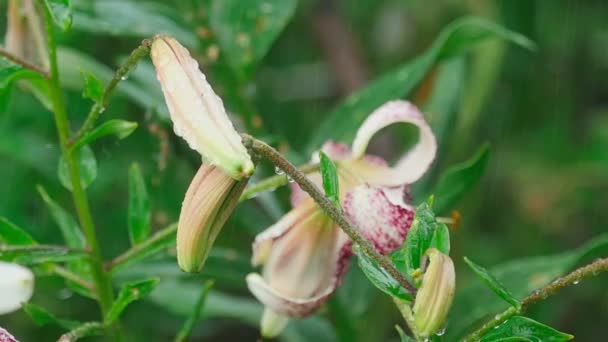 Giglio tigre fiori e boccioli sotto la pioggia — Video Stock