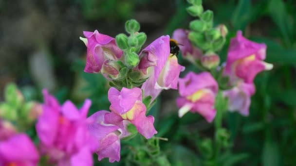 Hommel op een bloem leeuwenbek — Stockvideo