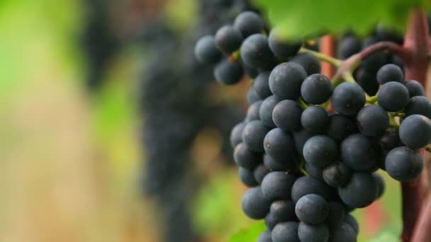 Pęczek czerwonych winogron — Wideo stockowe