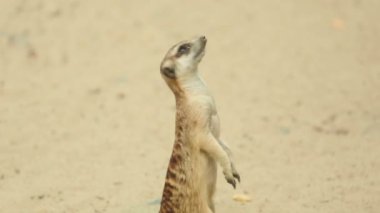 Bakan Meerkat