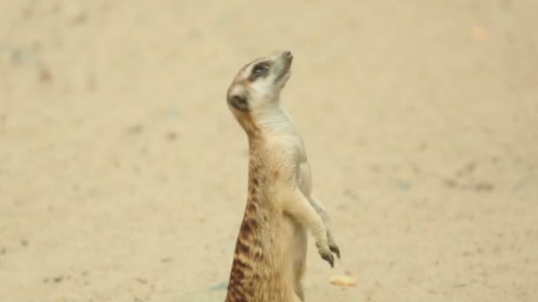 Meerkat guardando fuori — Video Stock