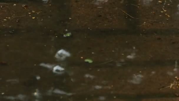 Sommar regn bubblor — Stockvideo
