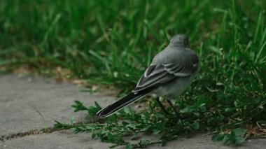 Kuyruksallayan kuş yakın çekim