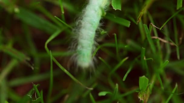 Hairy caterpillars macro — Stock Video