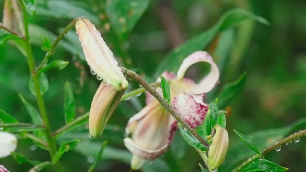 Tiger Lily bloemen en knoppen in de regen — Stockvideo