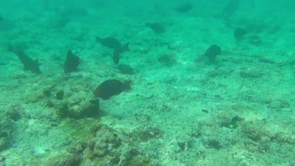 Tropikalne ryby, Similans — Wideo stockowe