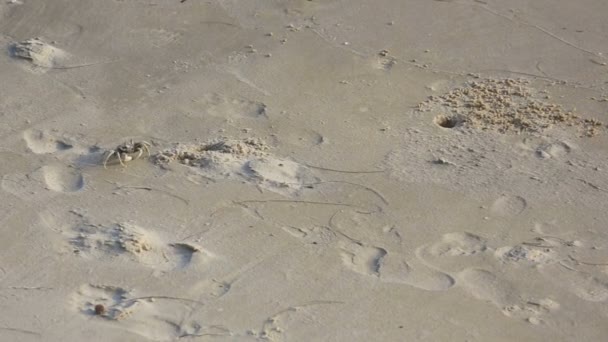 Zand krabben op het strand — Stockvideo