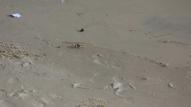 Crabes de sable sur la plage — Video