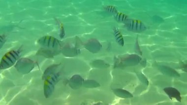 Muz dilimleri tropikal balık yiyin