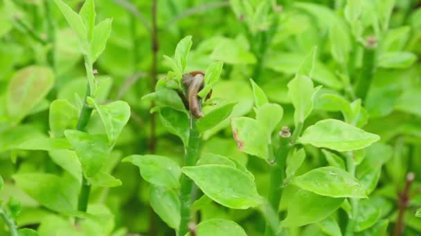 Tuin slak op een tak — Stockvideo