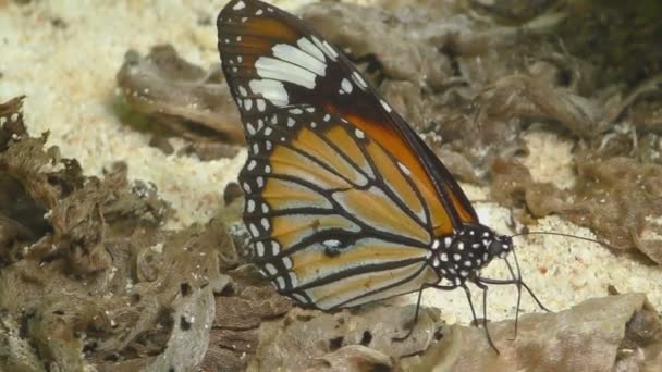 Monarch butterfly feeding — Stock Video