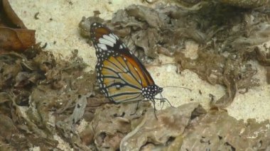 monarch kelebek besleme