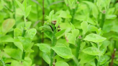 Bahçe salyangoz dal