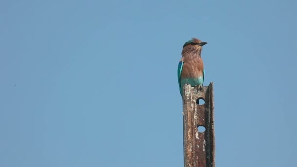 Indiska roller - Coracias benghalensis- — Stockvideo