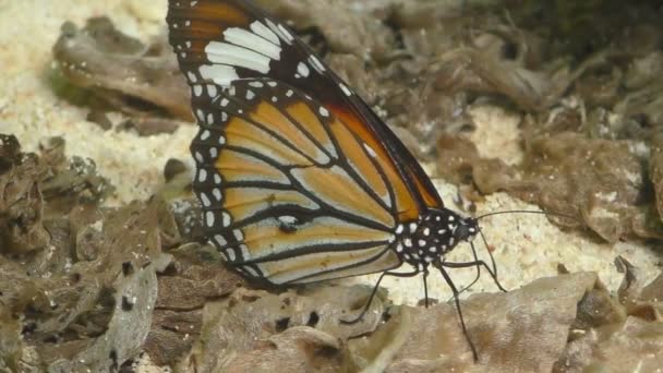 Alimentación de mariposa monarca — Vídeo de stock