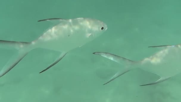 熱帯の銀色の魚 — ストック動画