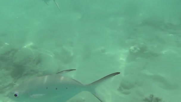 热带的银色鱼 — 图库视频影像