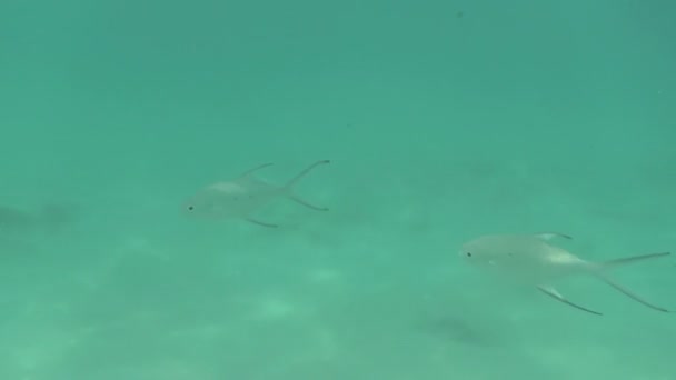 Tropical silvery fishes — Stock Video