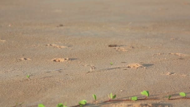 Písek krab na pláži — Stock video