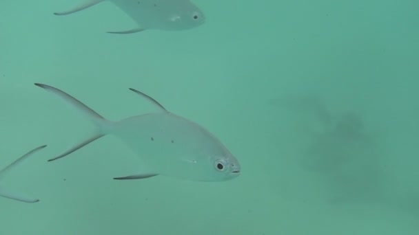 Peixes prateados tropicais — Vídeo de Stock