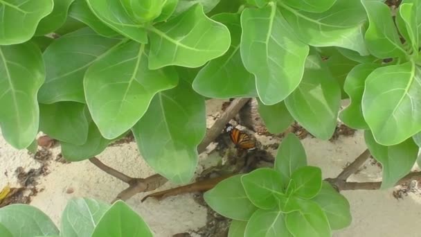 Alimentación de mariposa monarca — Vídeo de stock