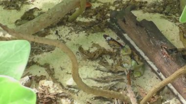 monarch kelebek besleme