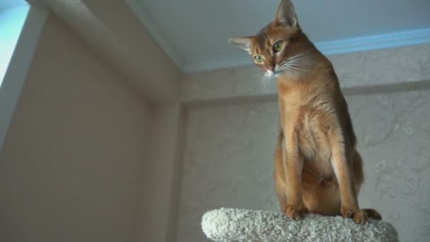 Abyssinian cat playing — Stock Video